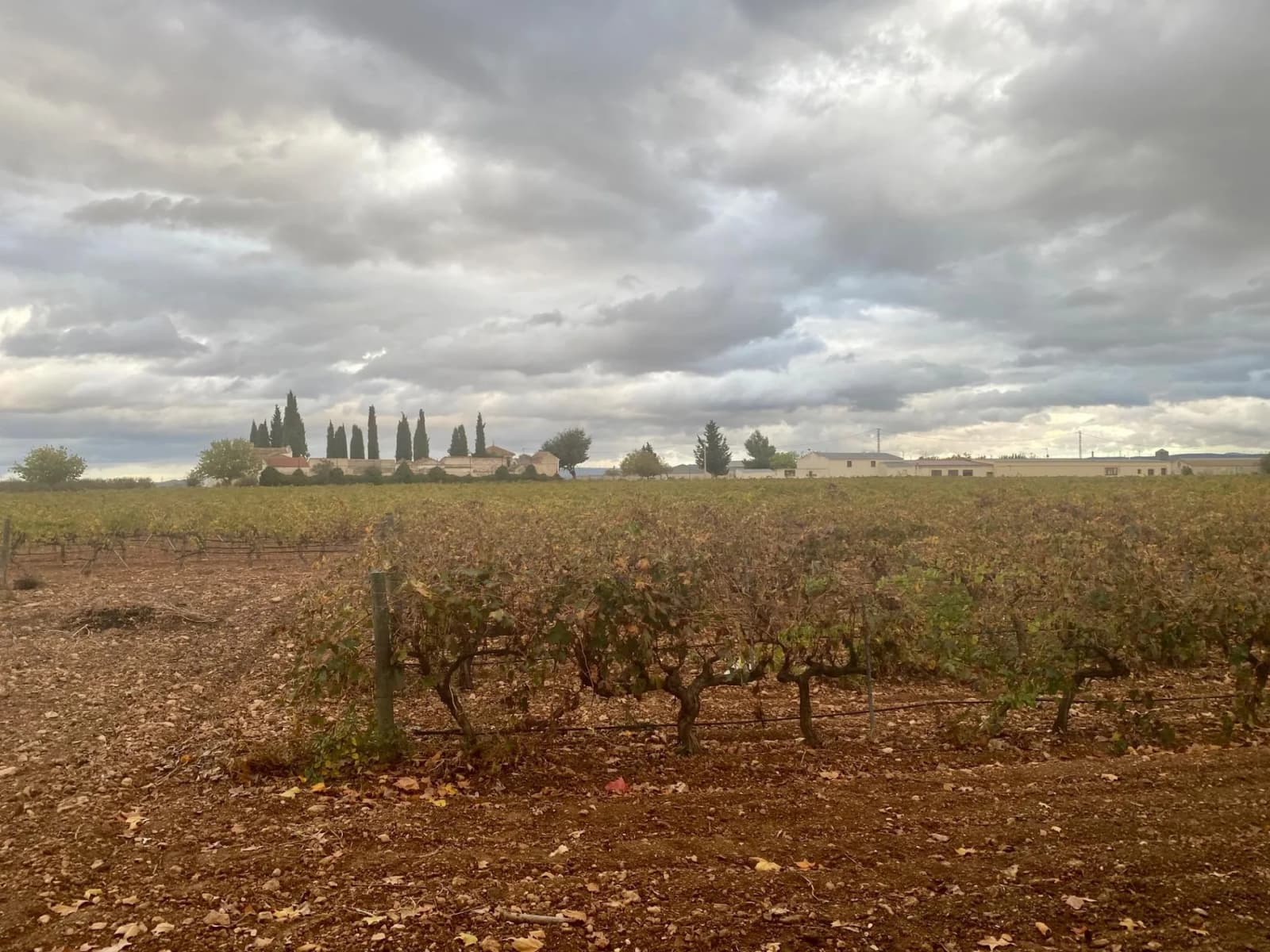 Wine Cellar In Albacete - Image 4